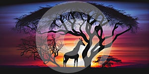 Safari sunset tree silhouette with giraffe Kenya