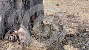 Safari in Tanzania, Africa. A wild lioness sits in an old big tree. Serengeti National Park