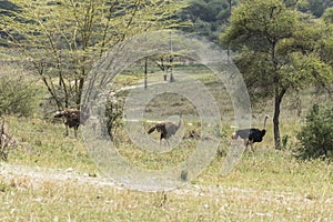 Safari in Tarangire