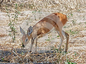 Safari theme, African antelope, Botswana