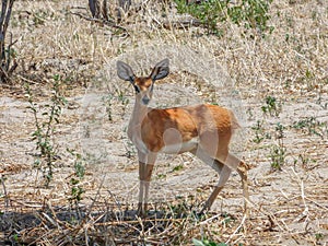 Safari theme, African antelope, Botswana