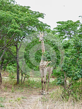 Safari theme, African Giraffe in natural habitat photo