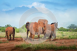 Travelling Kenya and Tanzania Africa Elephants in the savanna during the safari tours excursion