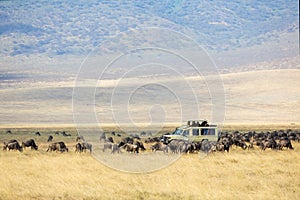 Safari tourists on game drive in Ngorongoro