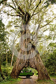Safari Truck Giant Tree
