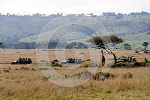 Safari Trucks Viewing Giraffe