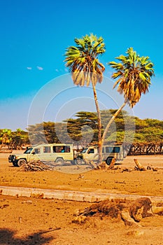 Safari vehicles amidst palm trees at Kalacha Oasis in North Horr, Marsabit County, Kenya