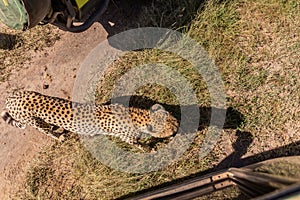 Safari vehicles and a cheetah in Masai Mara National Reserve, Ken