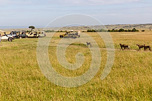 Safari vehicles and cheetahs in Masai Mara National Reserve, Ken