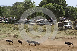 Safari Vehicles at Great Migration, Kenya