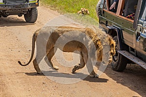 Safari vehicles and a lion in Masai Mara National Reserve, Ken