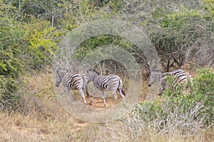 Safari, view of zebras in natural habitat, Angola