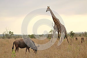 On safari: Wildebeest and giraffe