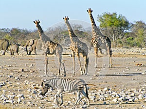 Safari Wildlife