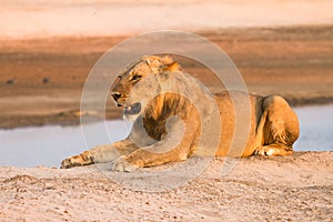 Safari Zambia