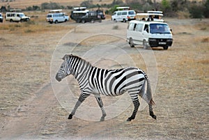 Safari, zebra and tourists cars