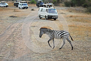 Safari, zebra and tourists cars