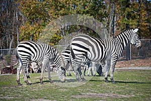 Safari Zebras