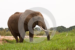 Safari Zimbabwe