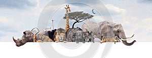 Safari Zoo Animals Over Web Banner