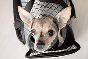 Safe transportation of animals, a small dog sits in a bag before boarding the plane