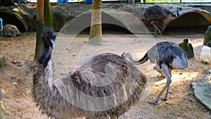 Safeguarding Emus Ostriches: Discover commitment to nurturing and preserving these fascinating creatures. Explore