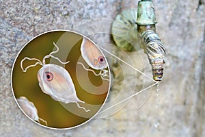 Safety of drinking water concept, 3D illustration showing Pentatrichomonas hominis protozoan in water. Also known as Trichomonas