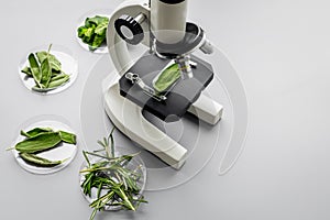 Safety food. Laboratory for food analysis. Herbs, greens under microscope on grey background top view copy space