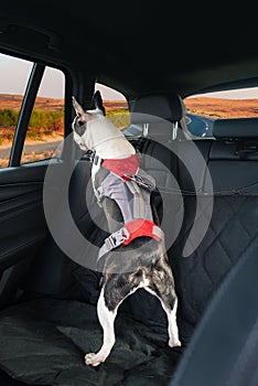 Safety harness on a Boston Terrier dog who is clipped to the rear seat of a car. She is standing looking out of the window at the