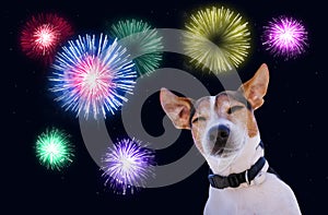 Safety of pets during fireworks concept
