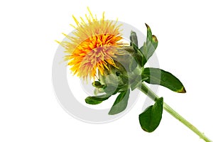 Safflower