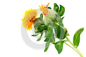 Safflower