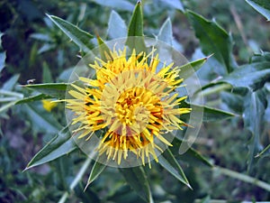 Safflower