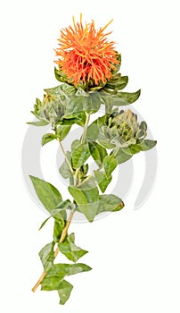 Safflower (Carthamus tinctorius L.) is a highly branched, herbaceous, thistle-like annual plant. photo