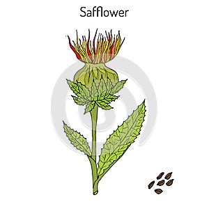 Safflower Carthamus tinctorius , oil plant photo