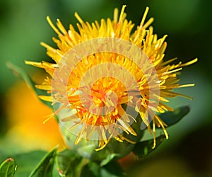 Safflower Carthamus tinctorius