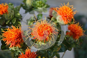 Safflower blossom closeup macro