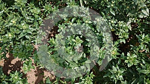 Safflower crops