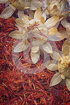 Safflower, false saffron Carthamus tinctorius. photo
