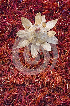 Safflower, false saffron Carthamus tinctorius.