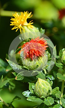 Safflower is a highly branched, herbaceous, thistle-like annual plant.