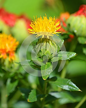 Safflower is a highly branched, herbaceous, thistle-like annual plant.