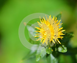 Safflower is a highly branched, herbaceous, thistle-like annual plant.