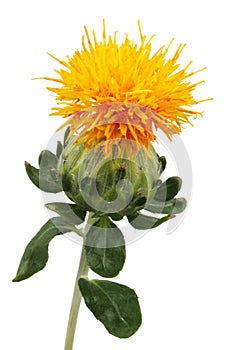 Safflower isolated
