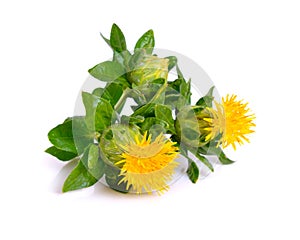 Safflower`s flower.