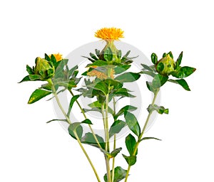 Safflower`s flower. Isolated on white background