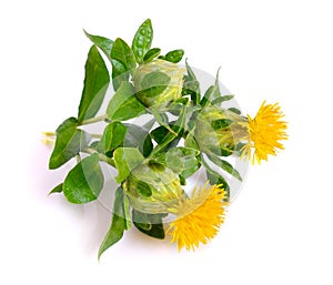 Safflower`s flower. Isolated on white background