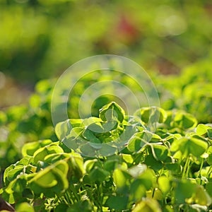 Safflower shamrock