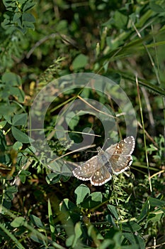 Safflower skipper, brown skipper butterfly, on a plant photo