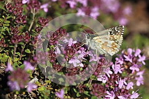 Safflower skipper butterfly photo
